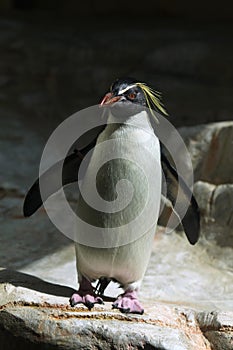 Northern rockhopper penguin (Eudyptes moseleyi). photo