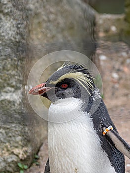 Northern Rockhopper Penguin, Eudyptes moseleyi. Zoo animals