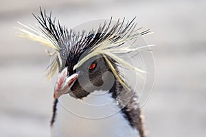 Northern rockhopper penguin, Moseleys rockhopper penguin, or Moseleys penguin