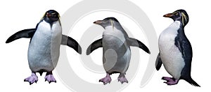 Northern rockhopper penguins