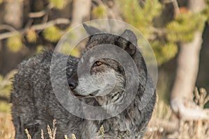 Northern Rocky Mountains wolf, Canis lupus irremotus
