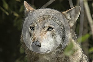 Northern Rocky Mountains wolf, Canis lupus irremotus