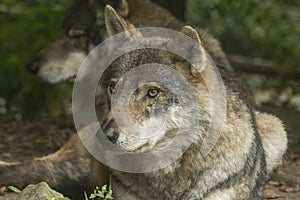 Northern Rocky Mountains wolf, Canis lupus irremotus