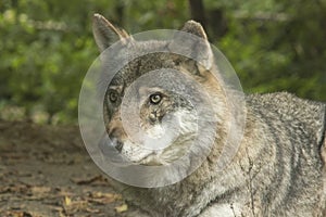 Northern Rocky Mountains wolf, Canis lupus irremotus