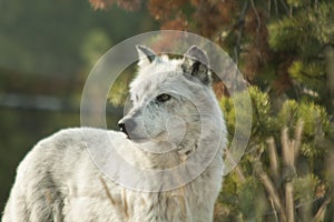 Northern Rocky Mountains wolf, Canis lupus irremotus