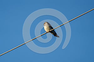 Northern rough winged swallow relaxing