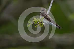 Northern Rough-winged Swallow - Stelgidopteryx serripennis photo