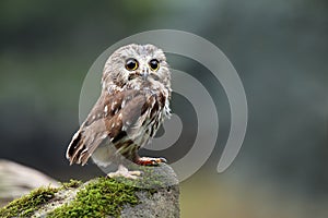 Northern Saw-Whet Owl