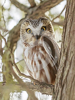 Northern saw-whet owl