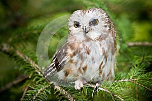 Northern Saw-Whet Owl photo