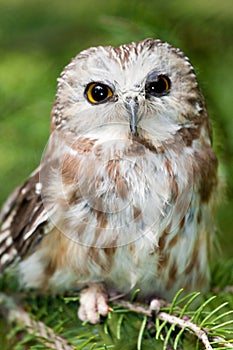 Northern Saw-Whet Owl photo