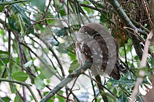 Northern saw-whet owl