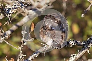 Northern saw whet owl