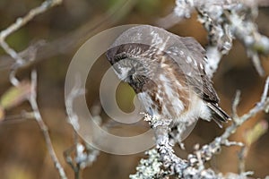 Northern saw whet owl