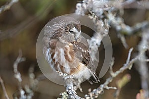 Northern saw whet owl