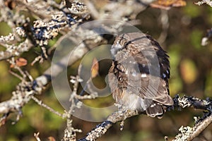 Northern saw whet owl