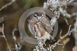 Northern saw whet owl