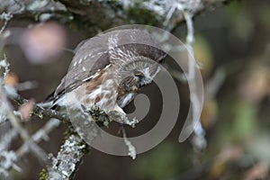 Northern saw whet owl