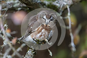 Northern saw whet owl