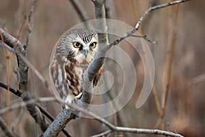 Northern Saw-Whet Owl photo