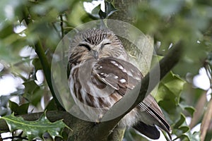 Northern saw whet owl