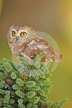 Northern Saw-whet Owl