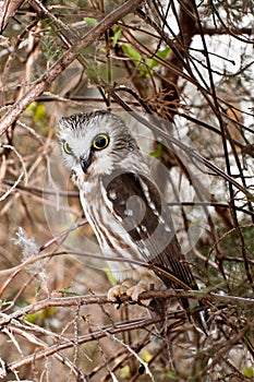 Northern Saw-whet Owl