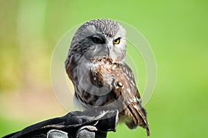 Northern Saw-Whet Owl