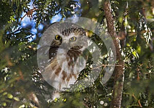 Northern Saw-whet Owl