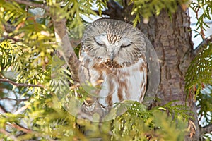 Northern Saw-whet Owl - Aegolius acadicus