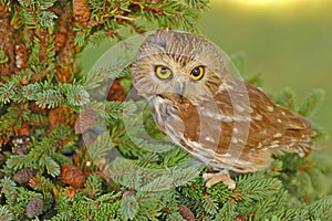 Northern Saw-whet Owl (Aegolius acadicus)