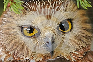 Northern Saw-whet Owl (Aegolius acadicus)