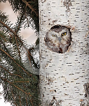 Northern Saw-Whet owl photo