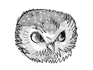 Northern Saw-Whet Owl Head Cartoon Retro Drawing photo