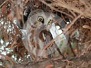 Northern Saw-whet Owl Hiding in Daytime photo