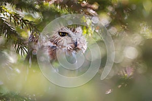 Northern Saw-Whet Owl Hiding In Dense Foliage