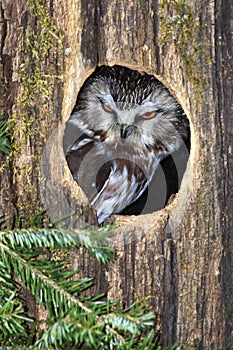 Northern saw-whet owl photo