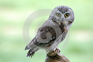Northern Saw-whet owl photo