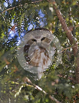 Northern Saw-whet Owl