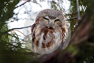 Northern saw whet owl in a natural environment