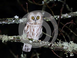 Northern Saw-whet Owl at Night