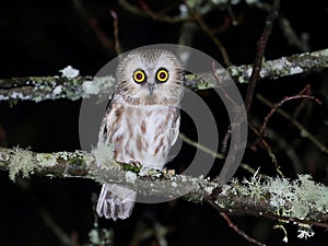 Northern Saw-whet Owl at Night photo