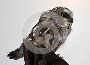 Northern Saw- Whet Owl photo