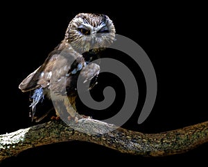 Northern saw-whet owl portrait