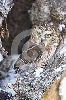 Northern Saw whet Owl photo