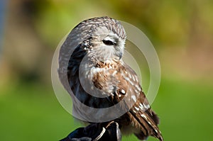 Northern Saw-Whet Owl in profile