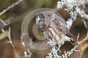 Northern saw whet owl photo