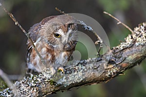 Northern saw whet owl photo