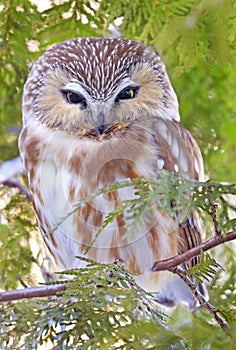 Northern Saw-whet Owl standing on a tree branch