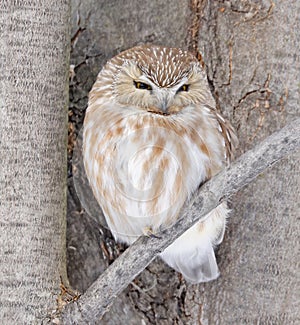 Northern Saw-whet Owl standing on a tree branch